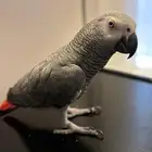 بغبغاء كاسكو