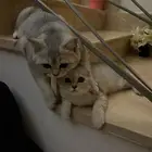 قطتين صغيرة 4 اشهر للبيع