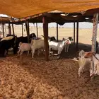 معزا دفيع للبيع