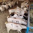 ذبايح بربري وتيوس طيبه جدعان للبيع جمله وتفريد