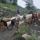 ماعز للبيع جمله
