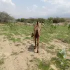 بكره للبيع العمر 5 شهور