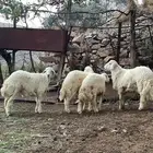 طليان للبيع