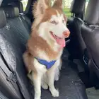 كلب هاسكي ذكر