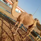 للبيع ناقه حمرا جزمه ضريبه