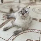 قطه