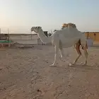 لقحه وضحا للبيع