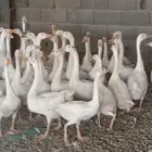 وز بلغاري 50 حبة