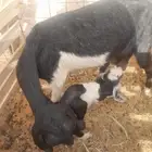 النبقيه