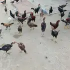 دجاج باكستاني