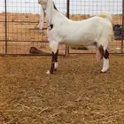 عنز جرم طيب ورتفع طيب مشالله عظم جبر