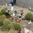 دجاج رومي