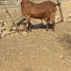 ماشاءالله تبارك الله شاه فاخر سنها جامع