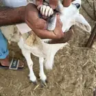 فحل حري كفو