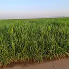 رشاش زراعي