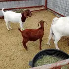 معزا جنوب أفريقي بورقي