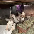 معزااء ككفو