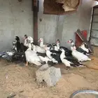 بط مصري