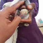 فحل مشروط