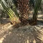 فسائل خلاص