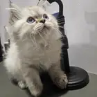 بيع قطط كتن همالايا