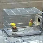 ببغاء روز