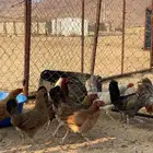 دجاج عربي