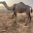 ناقتين للبيع لقايح في 10شهور متالي