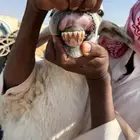 حريه للبيع