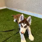 كلاب هاسكي للبيع