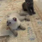 للبيع 3 كيتن سكوتش