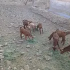 بهم بلدي لباني