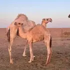 حاشي للبيع