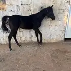 مهر مصري بيور ادهم جاهز لي نقل الملكيه