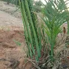 فسايل نخيل صقعي ومجدول وبرحي