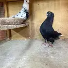 جوز قطيفي منتج