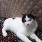 قط ذكر للتبني