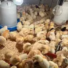 صوص بلدي العمر يومين