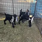 دوغير تيوس العدد 3 شرط صحه ويدغر من عنز ول شاه ول رضاعه