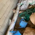 للبيع شاش زراعي