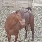 تيس ادهم عماني اجم