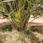 يوجد لدينا نخل البيع مثمرا وبسعر مناسب