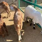 طليان سواكن