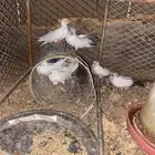 البيع حمام باكستاني