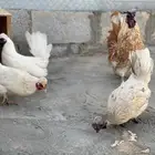طقم حباحب أورانج وأبيض مستوى طيب