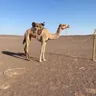 البيع ركبي سنه ثني طايع على الشرط سليم من جميع العذريب