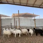 رخال للبيع