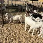 تيوس