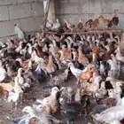 دجاج العمر شهر و 10 ايام
