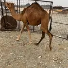 بكره حمراء